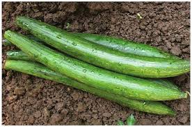 Fresh Sponge Gourd