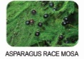 asparagus race mosa