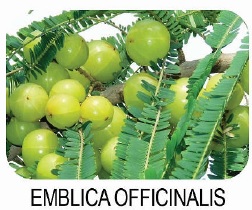 emblica officinalis