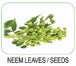 Neem Leaves