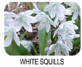 white squills
