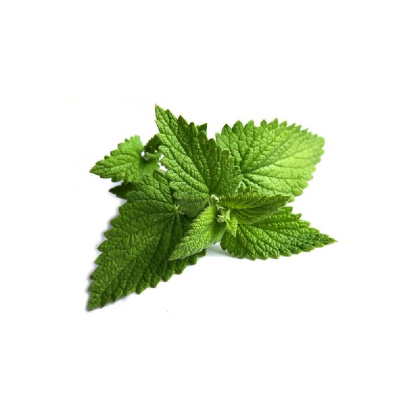 Organic Mint Leaves, Packaging Type : Bags