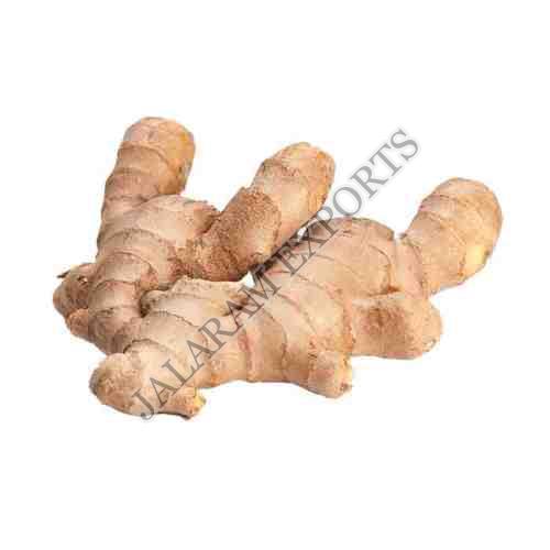 Organic Fresh Ginger, for Cooking, Medicine, Style : Natural