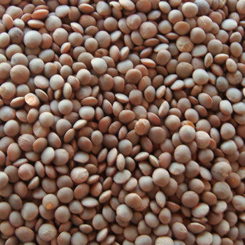 Organic Brown Lentils, for Cooking, Packaging Type : PP Bag