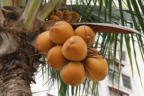 Organic Fresh King Coconut, for Cosmetics, Packaging Type : Carton