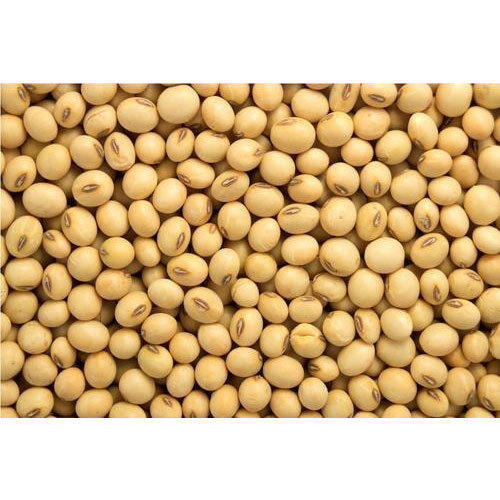Organic soybean seeds, for Animal Feed, Human Consumption, Packaging Type : Pp Bags