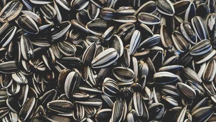 Sunflower seeds, Shelf Life : 1year