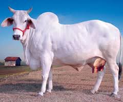 Haryana Cow, Color : White Black