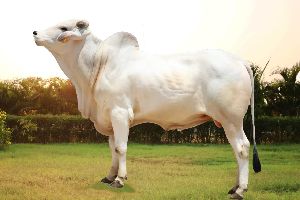 Tharparkar Bull Semen, Color : White