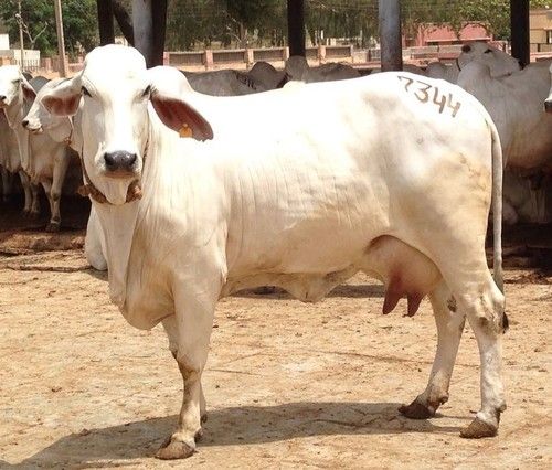 Tharparkar Cow