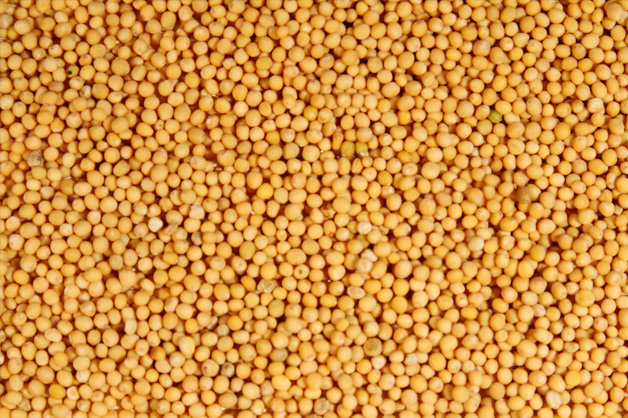 High Quality Yellow Mustard Seed