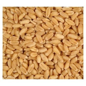 Organic Durum Wheat Seeds, Style : Dried