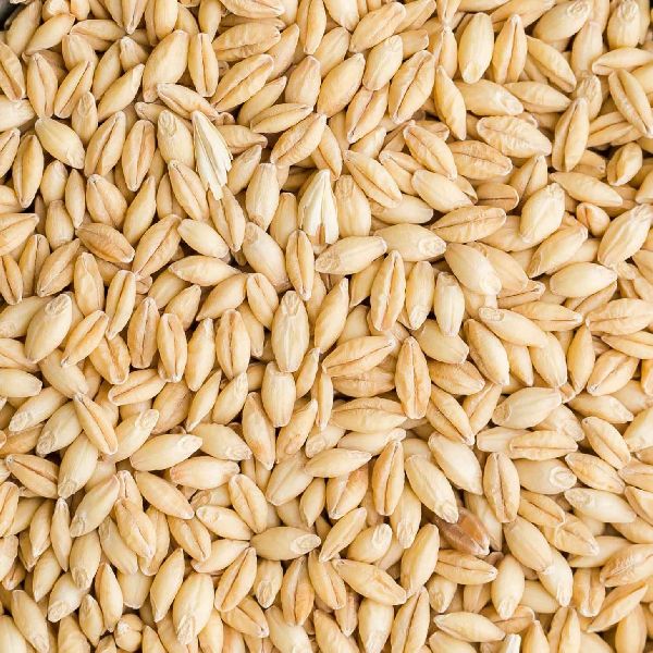 Organic Natural Barley Seeds, Style : Dried