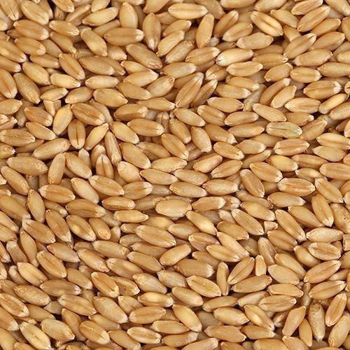 Organic Natural Wheat Seeds, Style : Dried
