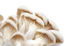 Fresh oyster mushroom, for Cooking, Oil Extraction, Color : Creamy