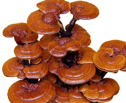 Organic Ganoderma Mushroom, for Cooking, Oil Extraction, Packaging Type : Plastic Bag