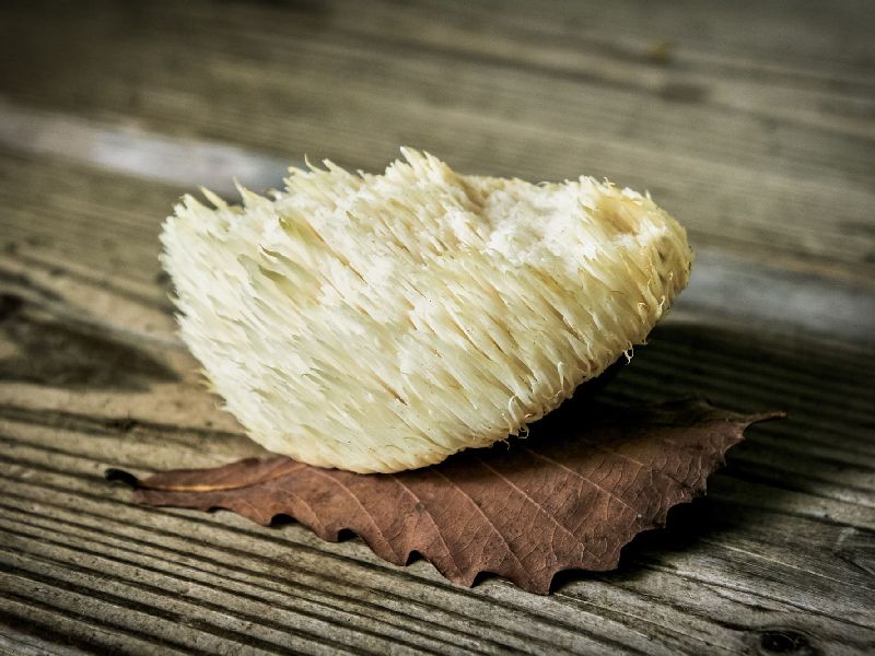 lions mane mushroom