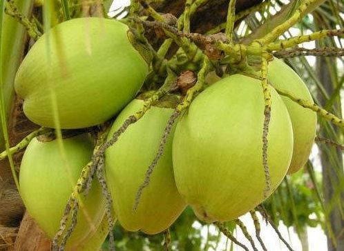 Green Tender Coconut