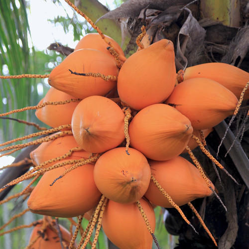 Organic Orange Tender Coconut