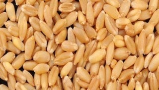 Natural wheat