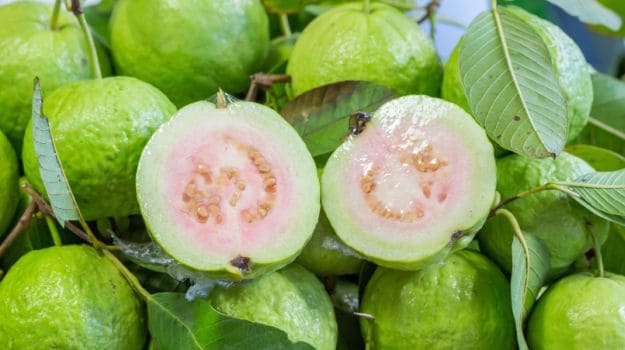 Common guava, Packaging Type : Boxes, Carton Box, Wooden Box
