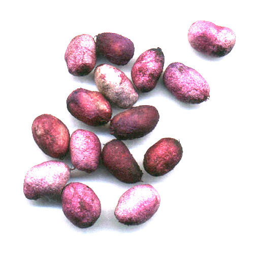 Organic Jamun Seeds, for Agriculture, Purity : 90%