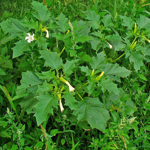 Stramonium Leaves