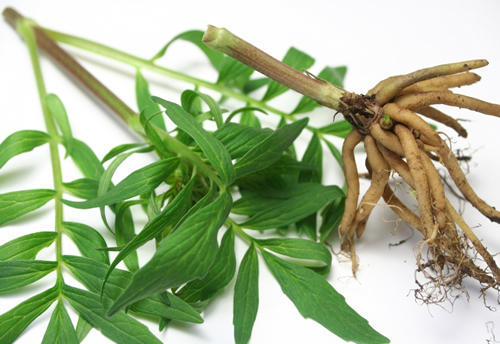 Valerian Roots, for Cosmetics Purpose, Medical