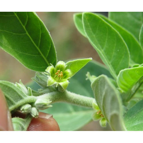 Withania Somnifera, for Herbal Products, Medicine, Feature : Aromatic Odour, Natural Taste