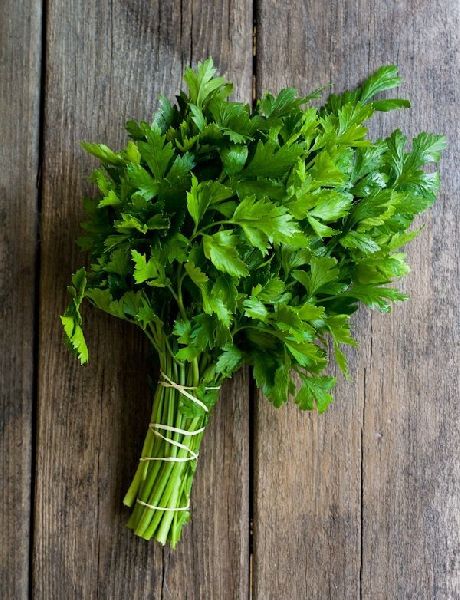 fresh coriander leaves