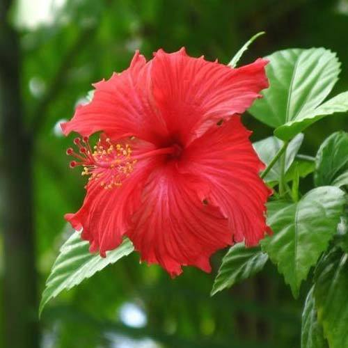 Organic Fresh Hibiscus Flower, for Medical Use