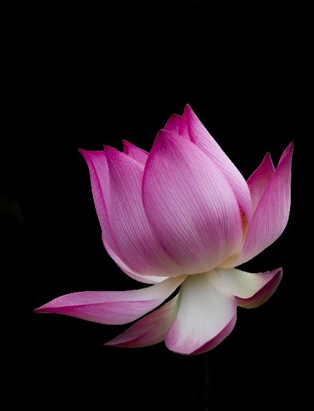 Organic Fresh Lotus Flower, for Decorative, Garlands, Vase Displays, Wreaths, Color : Pink