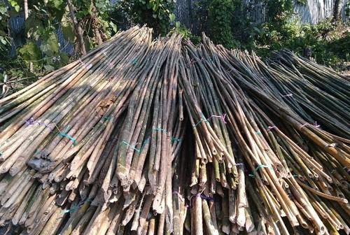 Bijli Bamboo Poles, for Construction, Length : 4.25mtr, 4.5mtr