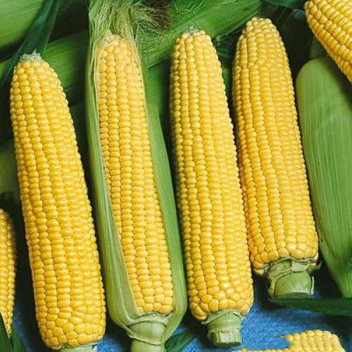 Organic Fresh Yellow Corn, for Animal Food, Cattle Feed, Making Popcorn, Packaging Type : Jute Bags