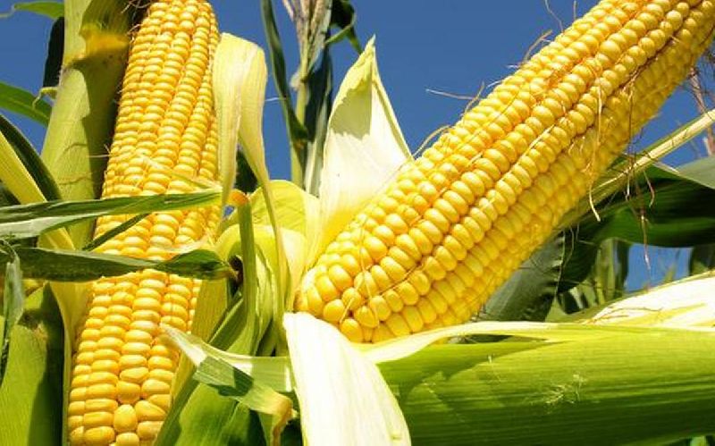 Fresh Yellow Maize