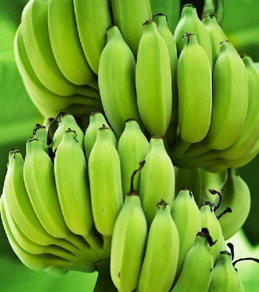 Organic fresh green banana, Feature : Absolutely Delicious