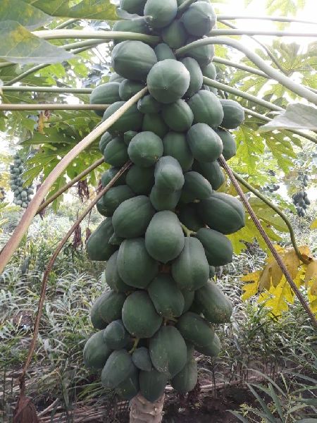 papaya plant
