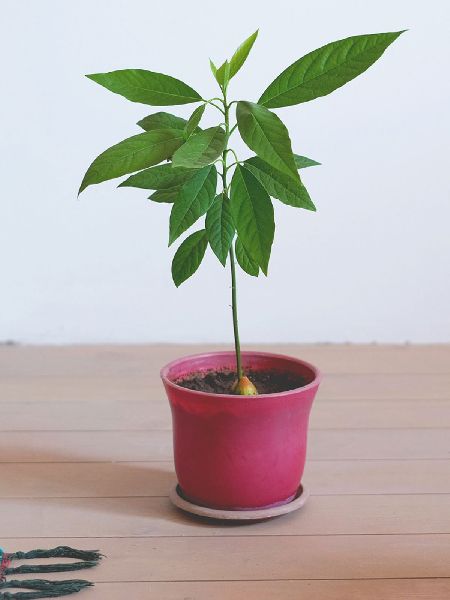 Avocado Plant, for Plantation, Feature : Optimum Survival Rate