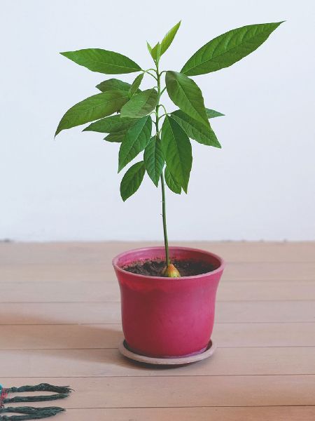 avocado plant