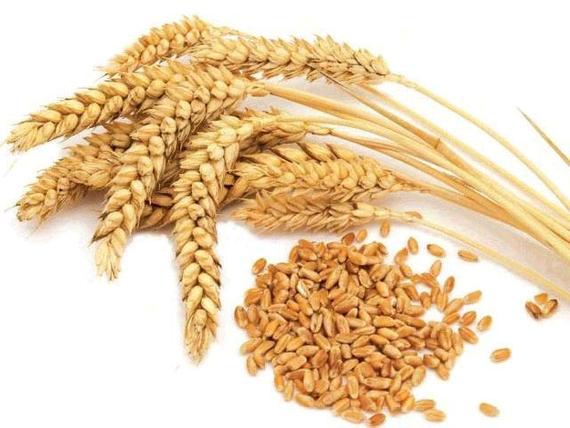 Brown Wheat Seeds