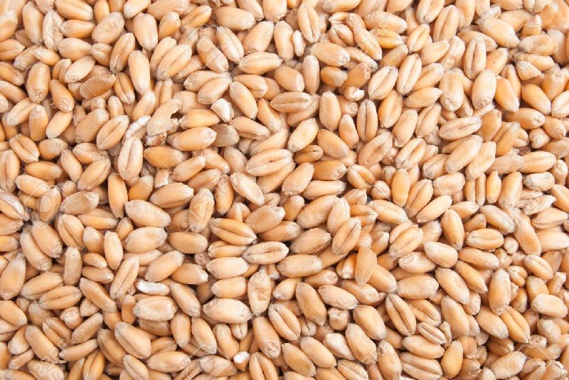 Organic Dried Wheat Seeds, Purity : 99%