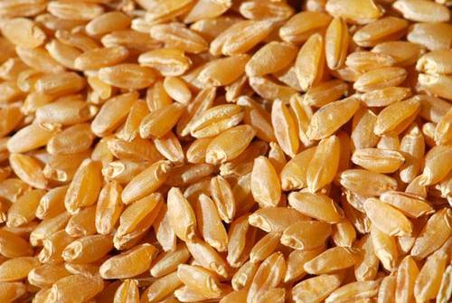 Organic Durum Wheat Seeds, Purity : 99%