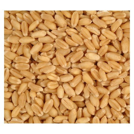 Hard Wheat Seeds