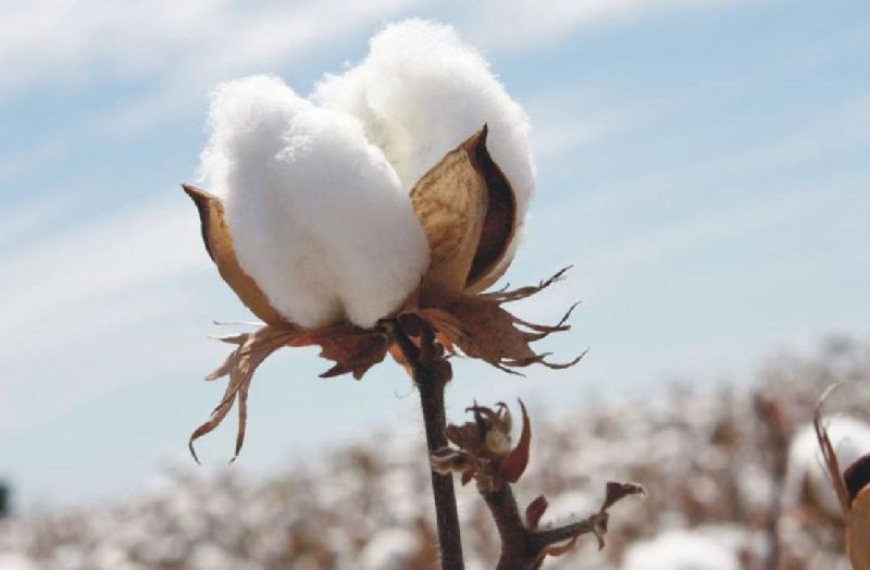 Hybrid Raw Cotton