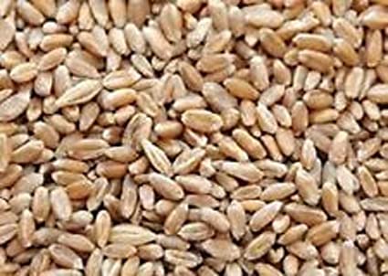 Organic Raw Wheat Seeds, Purity : 99%