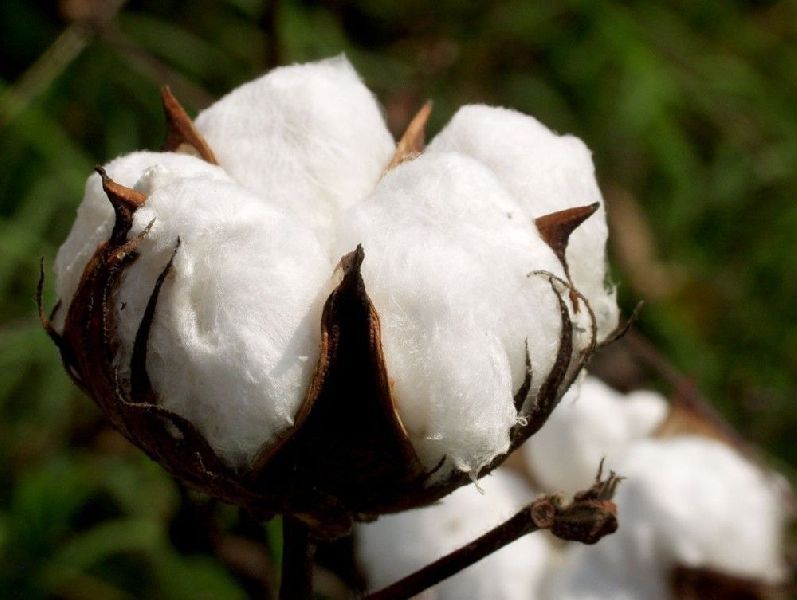 Virgin Raw Cotton, for Textile Industry, Color : White