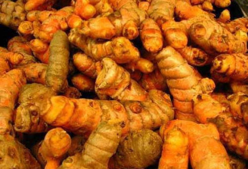 Common turmeric, Certification : Directly from my field