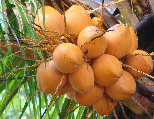 Organic Brown Tender Coconut