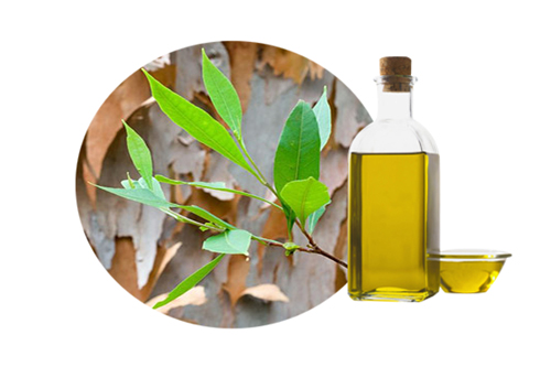 Eucalyptus Oil, for Fever, Infections, Form : Liquid