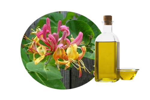 Organic Honeysuckle Oil, Shelf Life : 1year